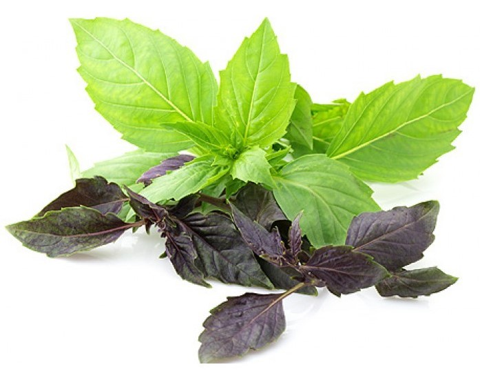 Базилик микс в горшочке