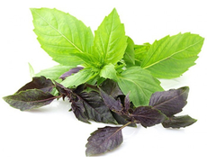 Базилик микс в горшочке