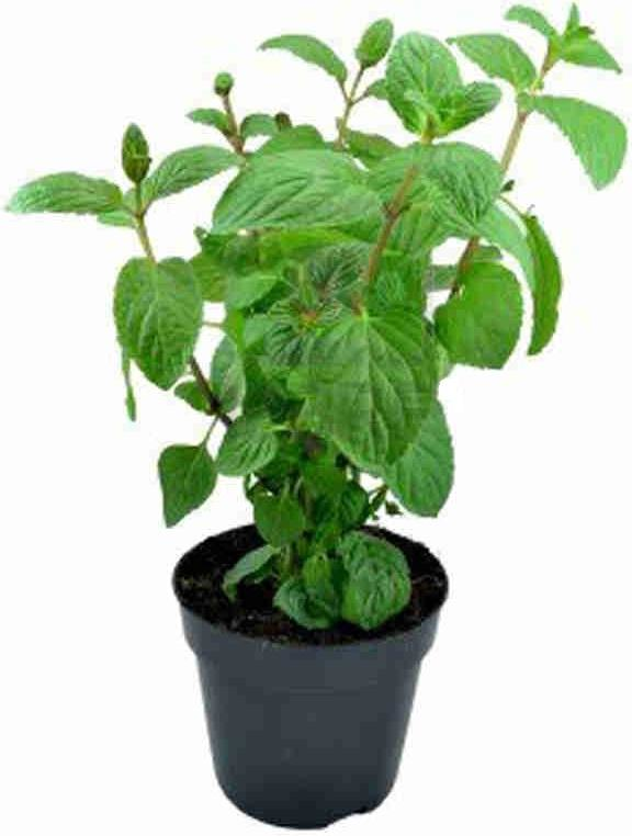 Мята в горшочке