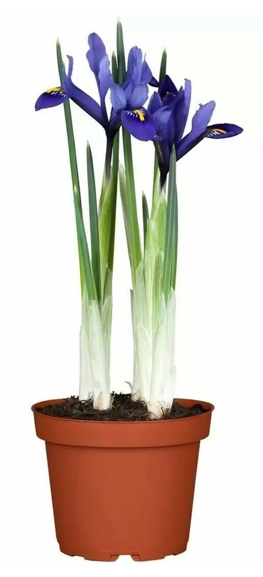 Ирис 5 луковиц, 10см цветовая палитра в ассортименте
