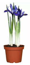 Ирис 5 луковиц, 10см цветовая палитра в ассортименте
