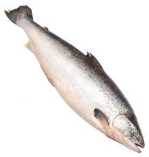 Лосось Inarctica мурманский потрошеный с головой охлажденный ORD, ~7-8кг