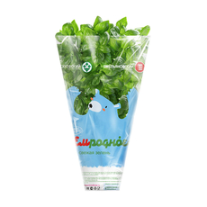 Базилик Сочно-зелено зеленый в горшочке