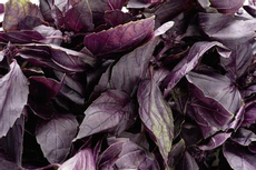 Базилик Ем Родное фиолетовый в горшочке