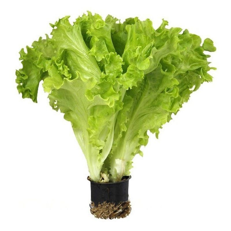 Чем полезен листовой салат?