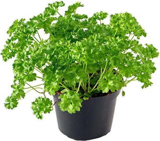 Петрушка свежая в горшочке