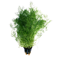 Укроп в горшочке, 20г