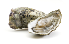 Устрица Файн №3