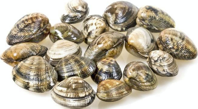 Ракушки вонголе