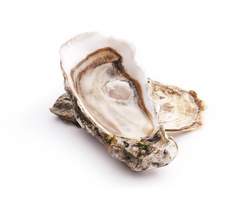 Устрица Темная жемчужина №3