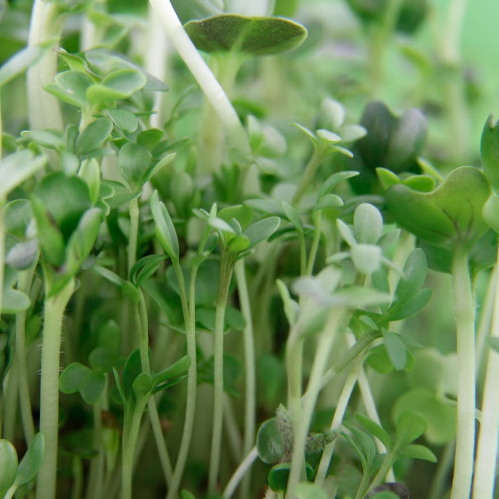 Смесь проростков Мужское здоровье, 100г