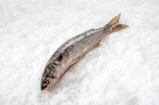 Кефаль черноморская потрошеная с головой