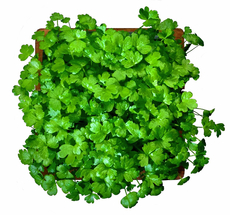 Микрозелень сельдерей, 15г