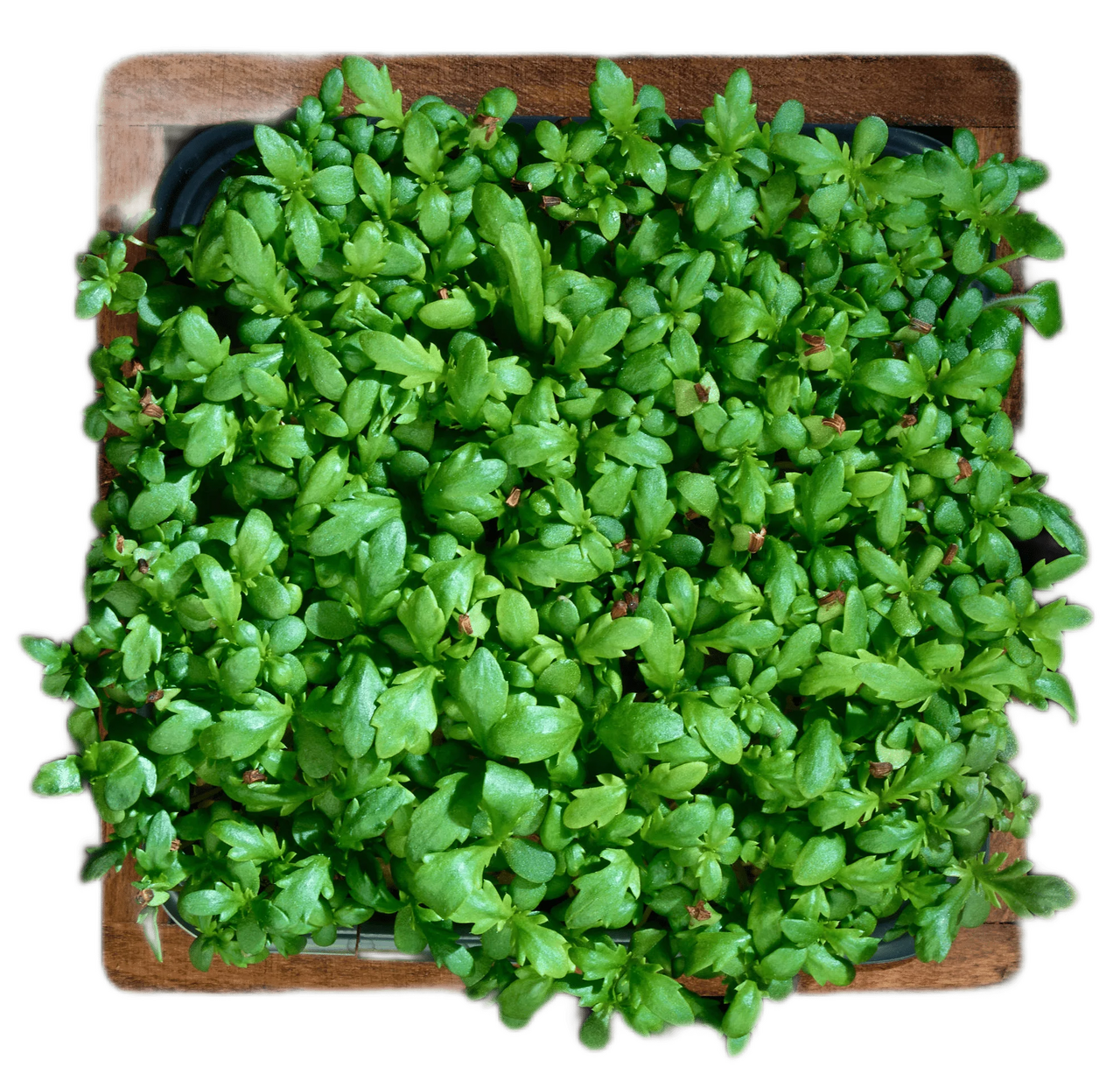 Микрозелень хризантема, 12г