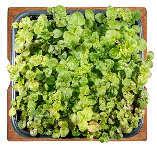 Микрозелень орегано, 5г