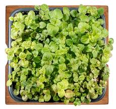 Микрозелень орегано, 5г