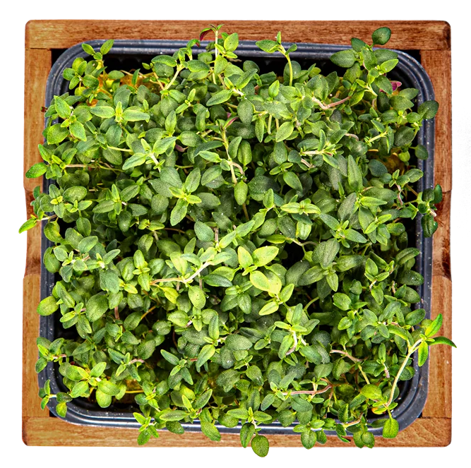 Микрозелень тимьян, 10г