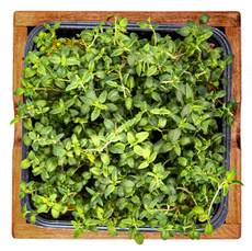 Микрозелень тимьян, 10г