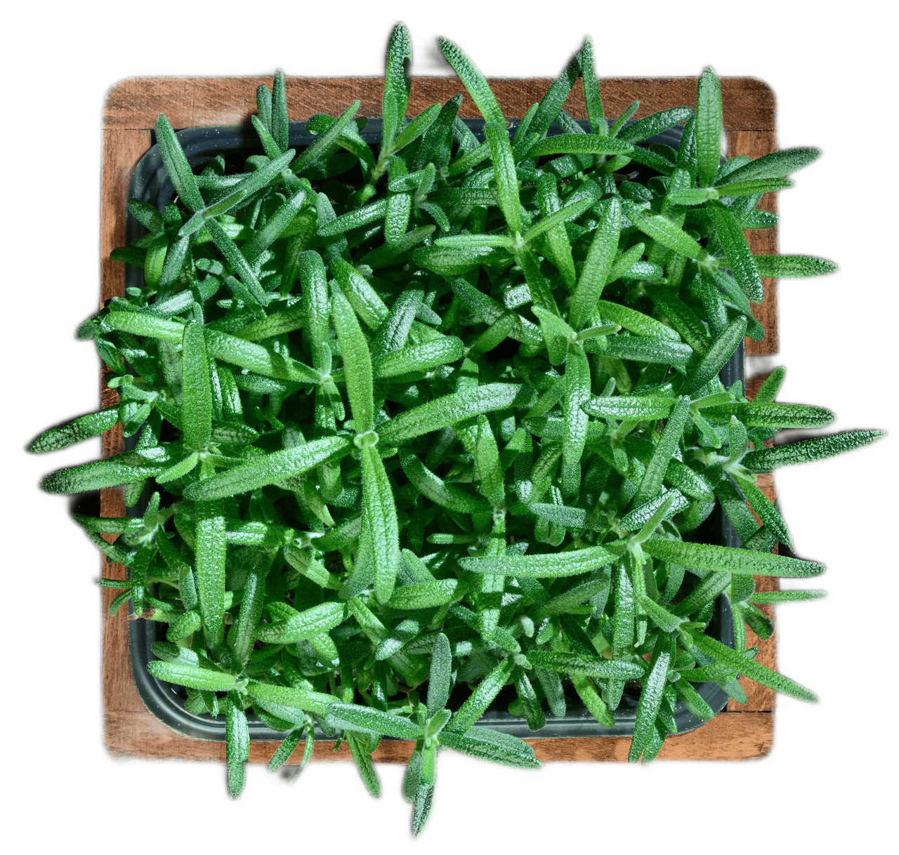 Микрозелень розмарин, 10г