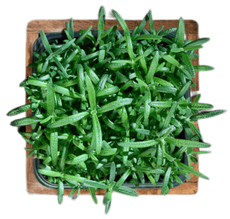 Микрозелень розмарин, 10г