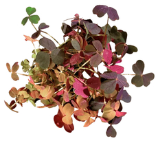 Кислица вулканическая, 8г