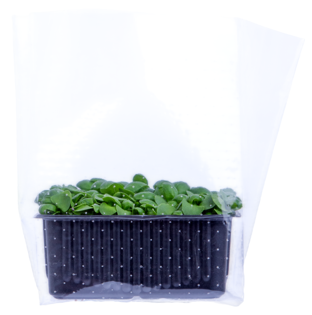 Микрозелень базилик зеленый, 10г