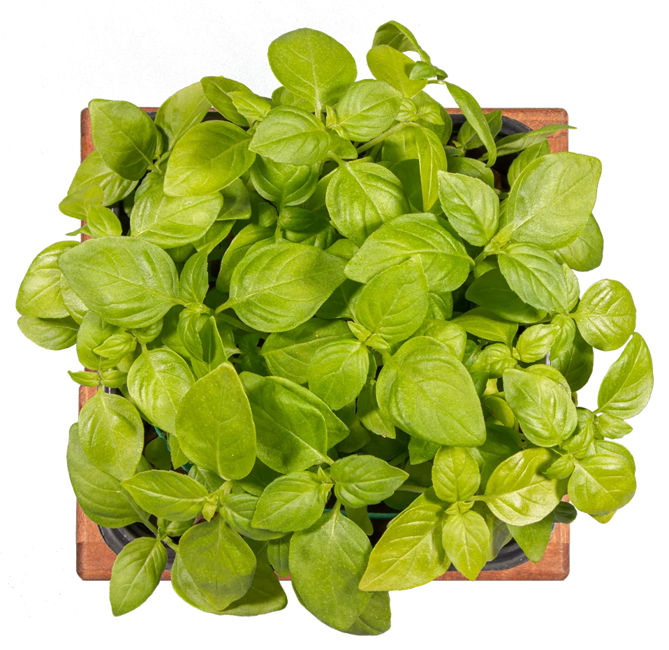 Микрозелень базилик лимонный, 10г