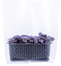 Микрозелень базилик красный, 10г