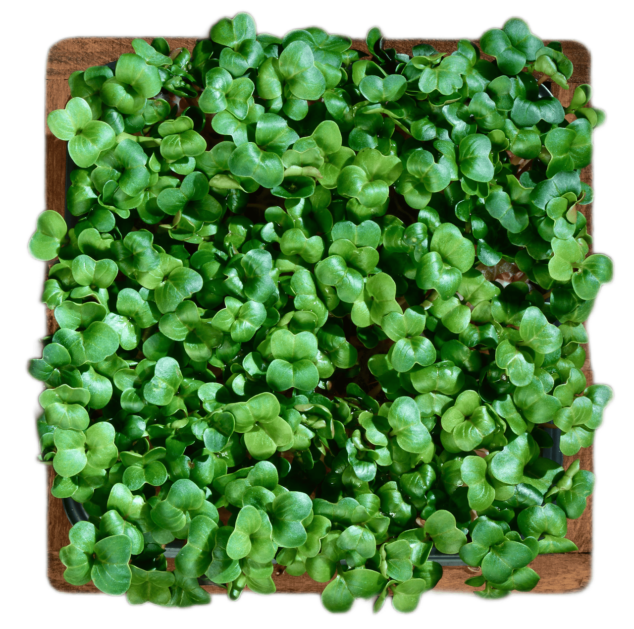 Микрозелень редис дайкон, 27г