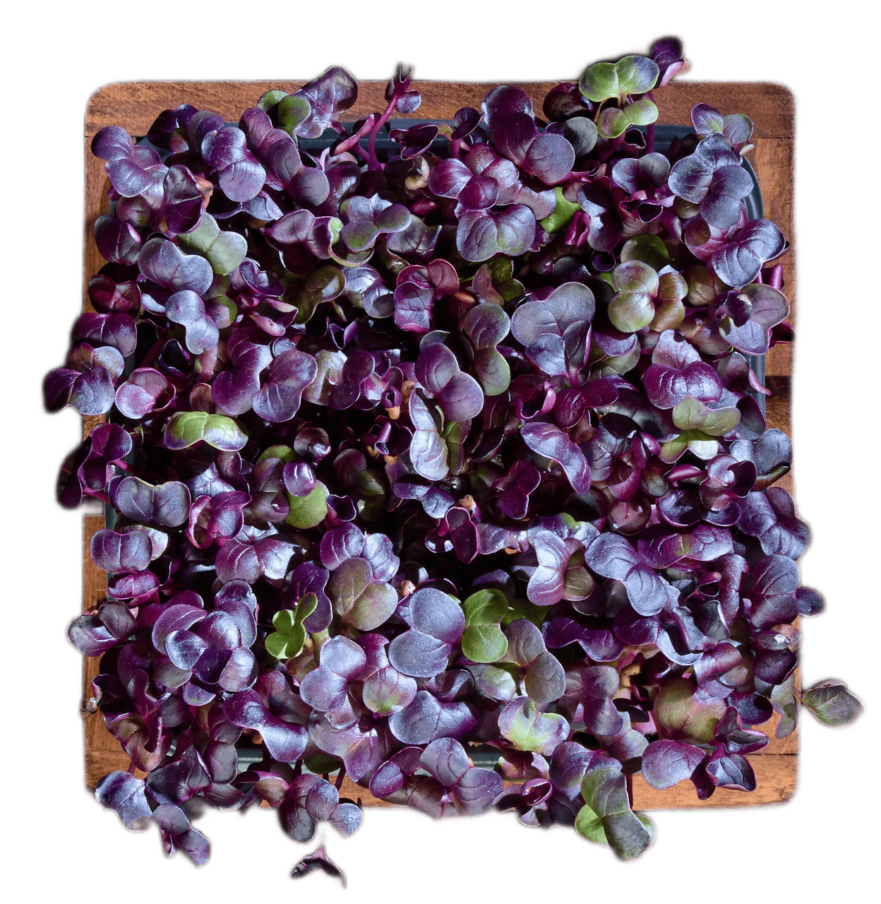 Микрозелень редис санго, 27г