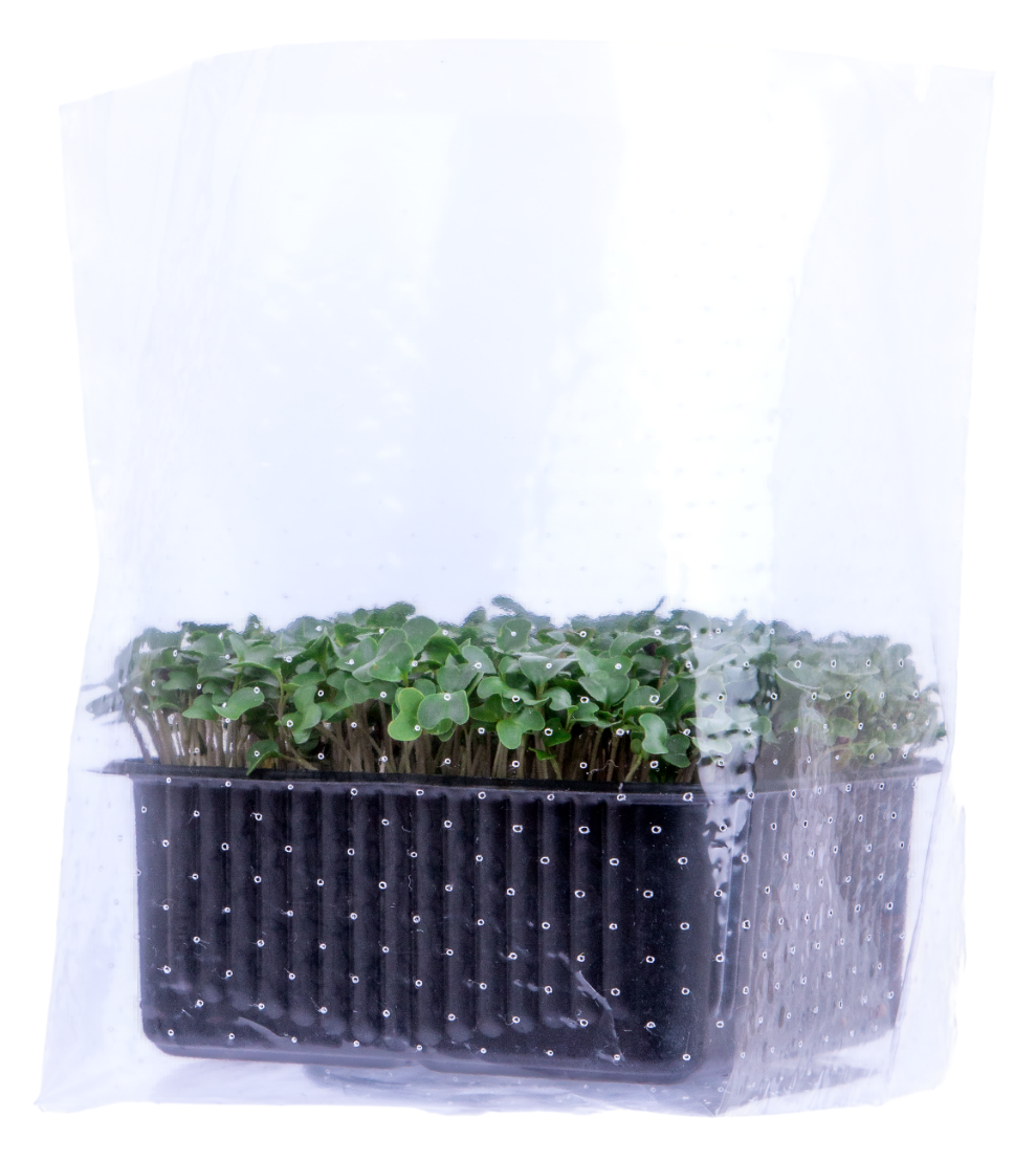 Микрозелень брокколи, 25г