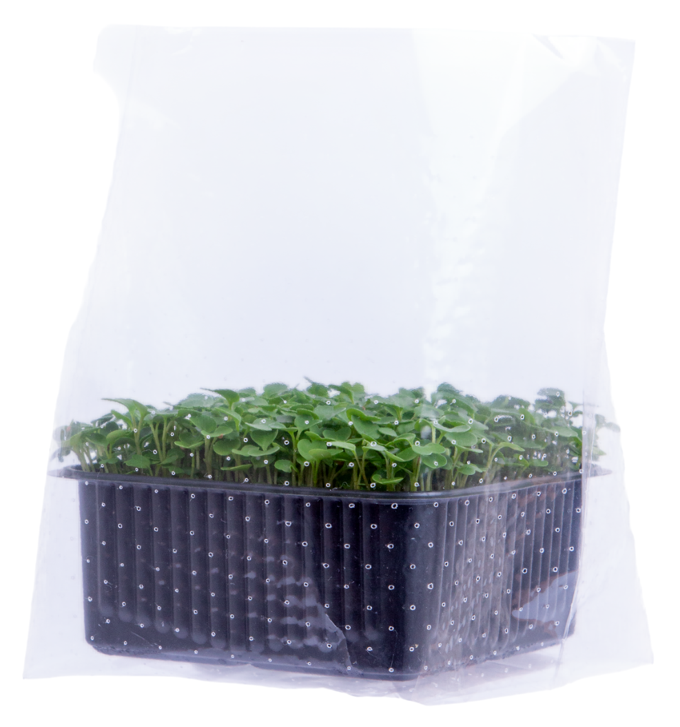 Микрозелень руккола, 10г