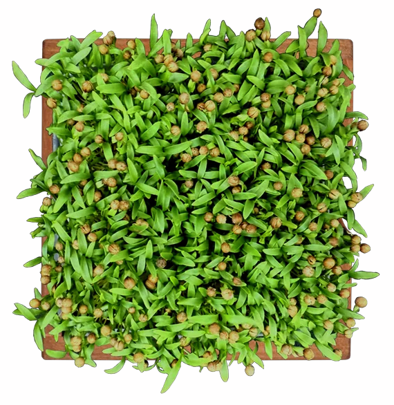 Микрозелень кориандр, 25г