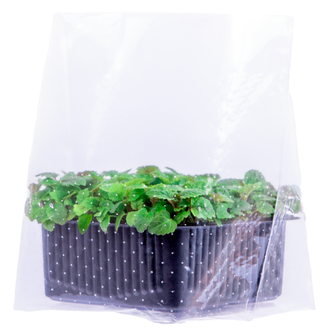 Микрозелень мелисса, 10г