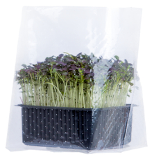 Микрозелень мизуна, 12г