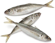 Ставрида черноморская