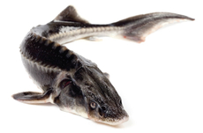 Стерлядь неразделанная охлажденная, ~1.5-2.5кг