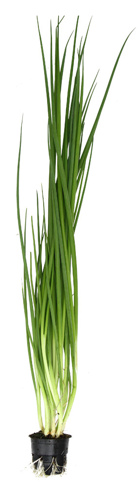 Лук зеленый в горшочке