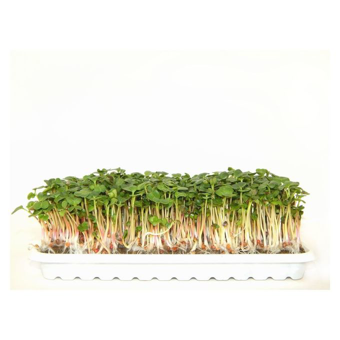 Проростки редиса, 75г