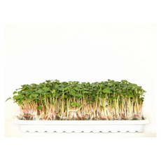 Проростки редиса, 75г