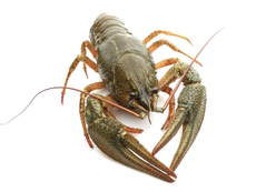 Раки живые 30/70