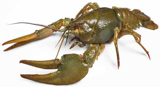 Раки живые 50/70