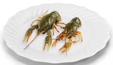 Раки живые, ~130г