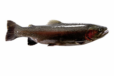 Лосось Direct Delivery Фареры охлажденный, ~5-6кг