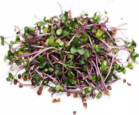 Проростки кольраби розовая, 30г