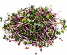 Проростки кольраби розовая, 30г