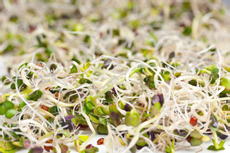 Проростки Микс для женщин, 70г