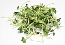 Редис Дайкон Проростки, 30г