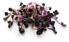 Редис Санго проростки, 30г