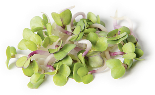 Редис Розовый Китай проростки, 30г